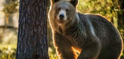 Lege pentru prevenirea atacurilor de urs: Parlamentarii se reunesc de urgență...