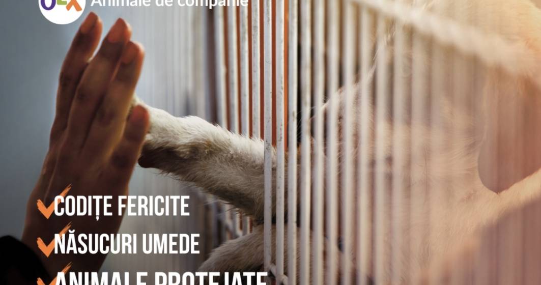 Imagine pentru articolul: Prima platforma online unde se pot comercializa legal animalele de companie