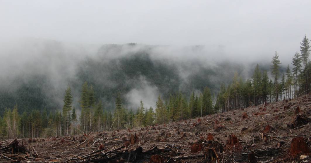 Imagine pentru articolul: Regulament european împotriva defrișărilor. Ar urma să protejeze de tăieri și pădurile din România