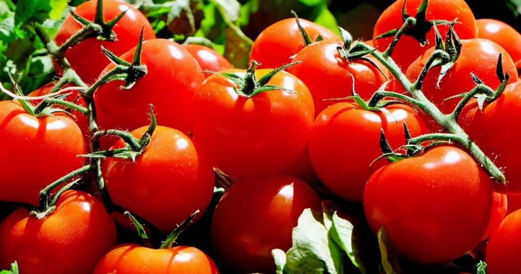 Imagine pentru articolul: Programul "Tomata" continua si in 2020: beneficiarii trebuie sa valorifice o cantitate de 3 tone/1.000 mp.