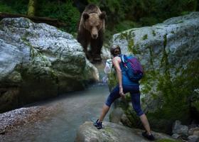 Imagine: Cum să te ferești de urși: Sfaturi utile de la autorități și HARTA cu...