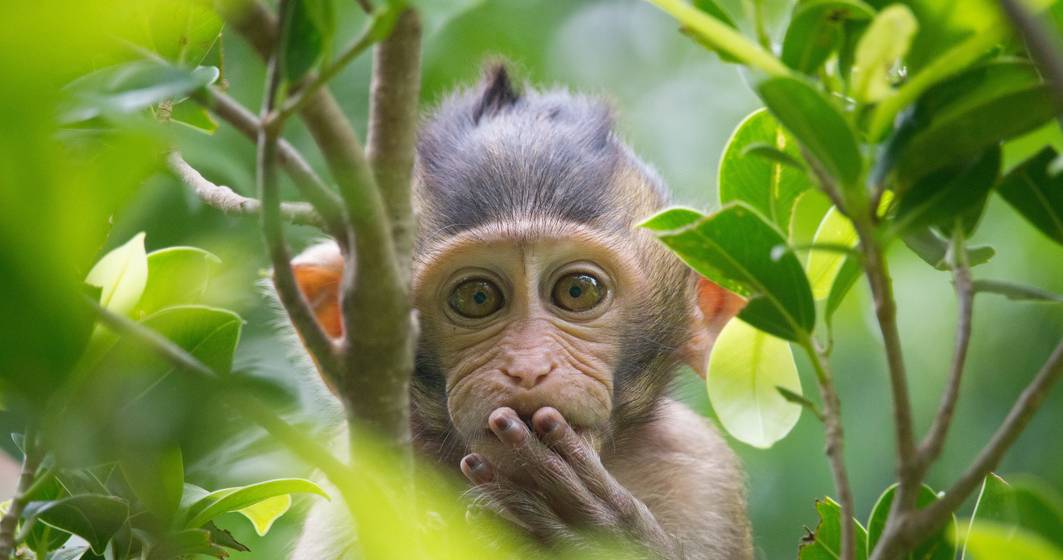 Imagine pentru articolul: India: Maimuțele au atacat un medic și au furat recolte de sânge de la pacienți infectați cu noul coronavirus