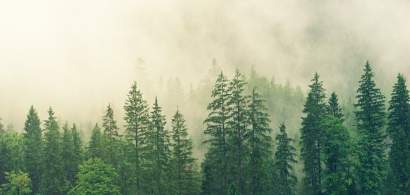 Romsilva: Toate pădurile aflate în grija statului sunt „certificate”. Ce...