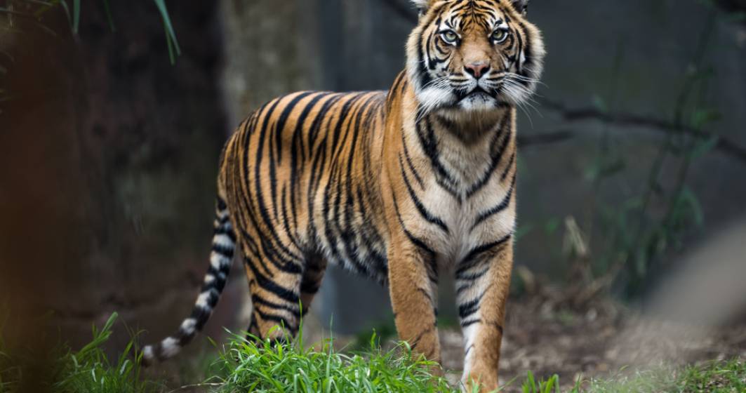 Imagine pentru articolul: Un tigru de la o grădină zoologică din New York, testat pozitiv cu noul coronavirus