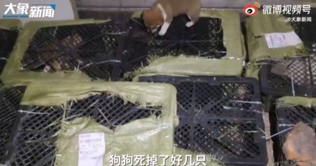 Imagine pentru articolul: Un nou trend bizar a prins popularitate în China - cutiile misterioase cu animale