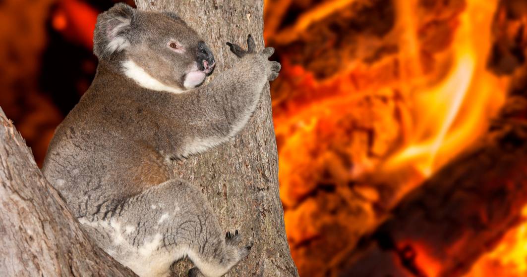Imagine pentru articolul: RAPORT: Incendiile de vegetație din Australia au fost intensificate de încălzirea globală
