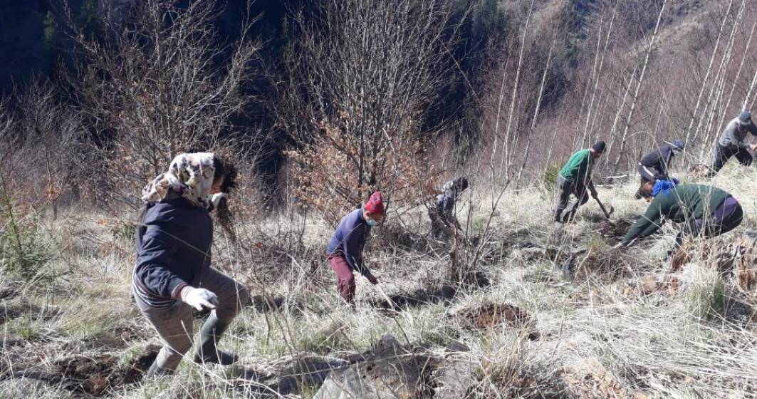 Imagine pentru articolul: Zentiva plantează 20.000 de arbori pentru a reface o zonă din Munții Făgăraș