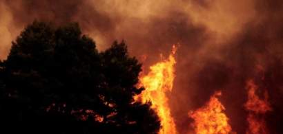 Statistică: Canicula excesivă a triplat numărul incendiilor de vegetație în...