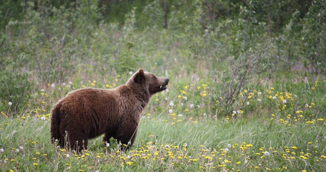 Imagine pentru articolul: Ministerul Mediului vrea să modifice legislația: urșii agresivi ar putea fi împușcați în 24 de ore
