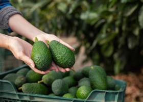 Imagine: Mega Image retrage fructele de avocado de la rafturi