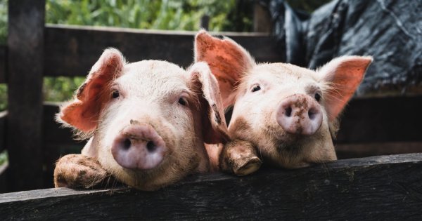 Imagine pentru articolul: Sprijin APIA pentru crescătorii de porci și de păsări. Aceștia vor primi...