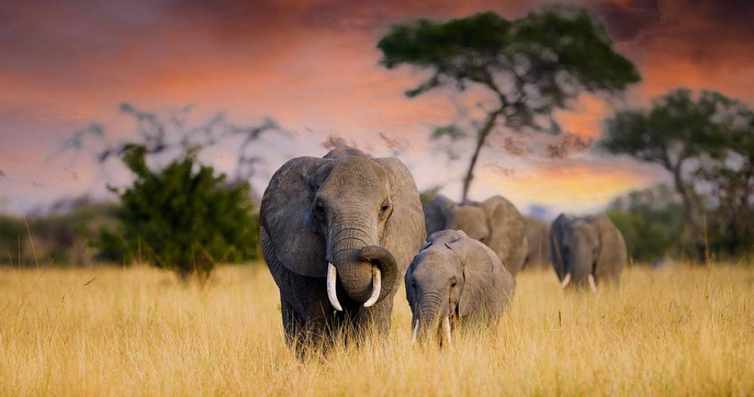 Imagine pentru articolul: Botswana amenință că va trimite 20.000 de elefanți în Germania. Care este motivul