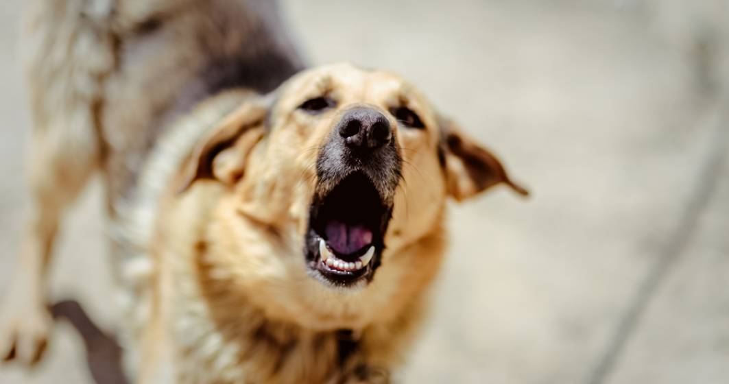 Imagine pentru articolul: Femeie din București, ucisă după ce a fost atacată de un câine pe care-l adoptase