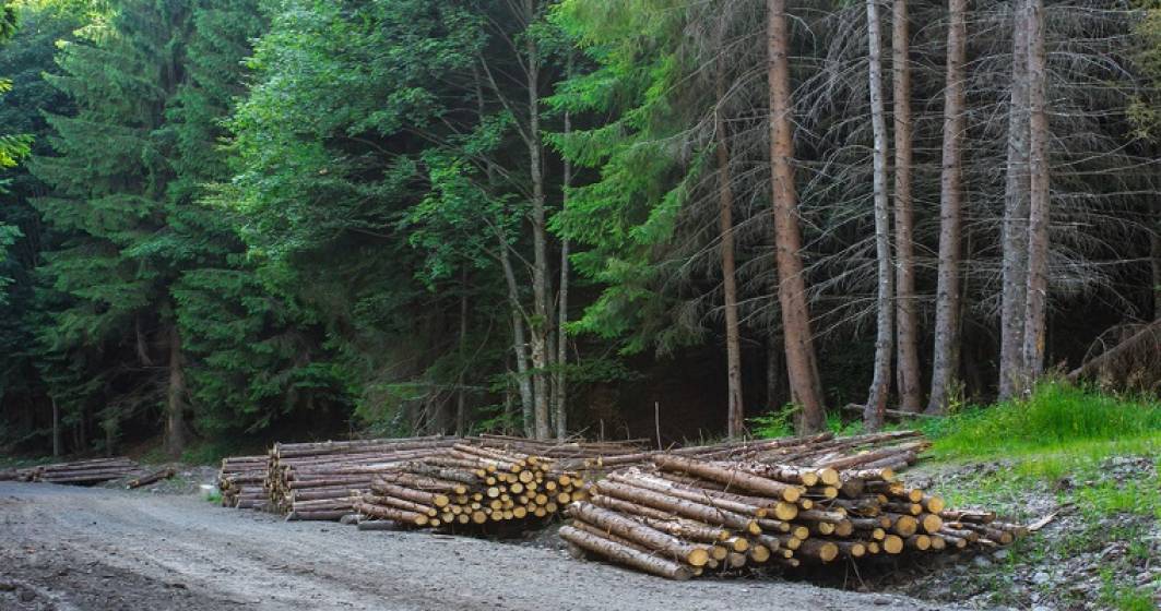 Imagine pentru articolul: Romsilva vrea sa recupereze in instanta 400.000 de hectare de padure; statul a pierdut jumatate din fondul forestier, in 25 de ani
