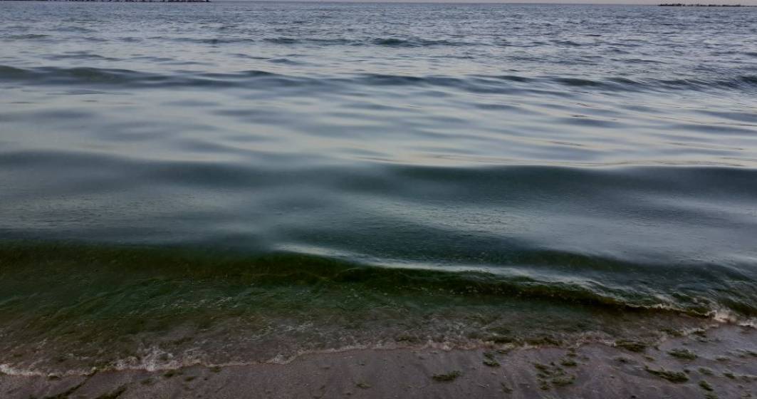 Imagine pentru articolul: Situație verde pe litoral. Tone de alge au ajuns pe plajă la Mamaia