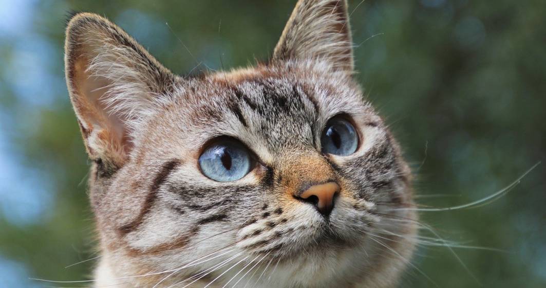 Imagine pentru articolul: Un programator a lansat aplicația care poate recunoaște stările emoționale ale pisicilor