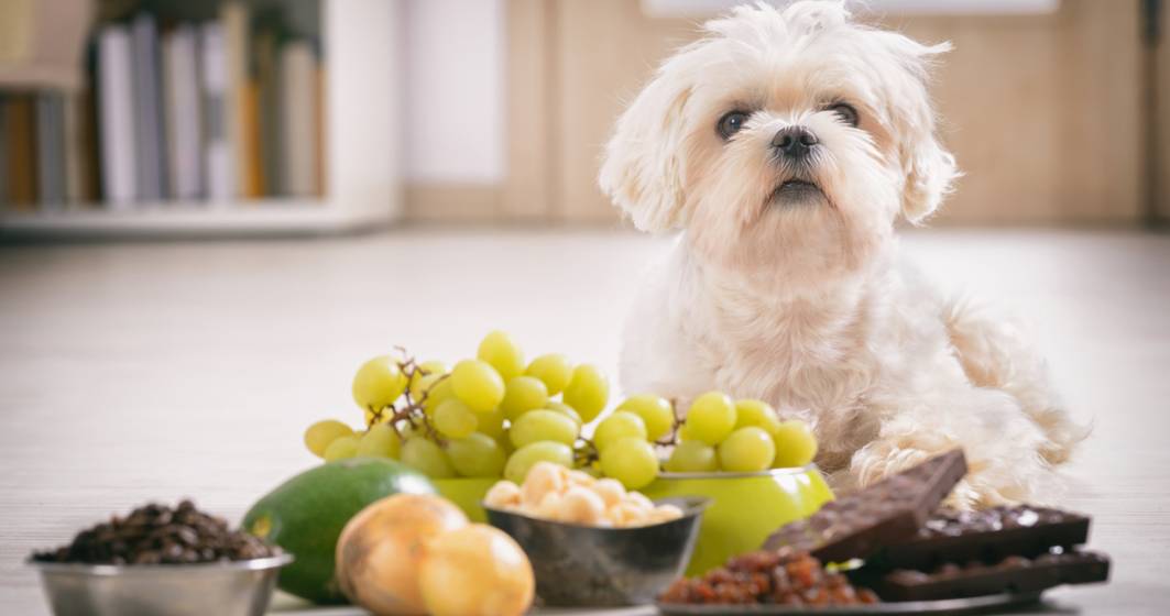 Imagine pentru articolul: Mâncarea gătită pentru câini – Ce NU trebuie să consume câinele?