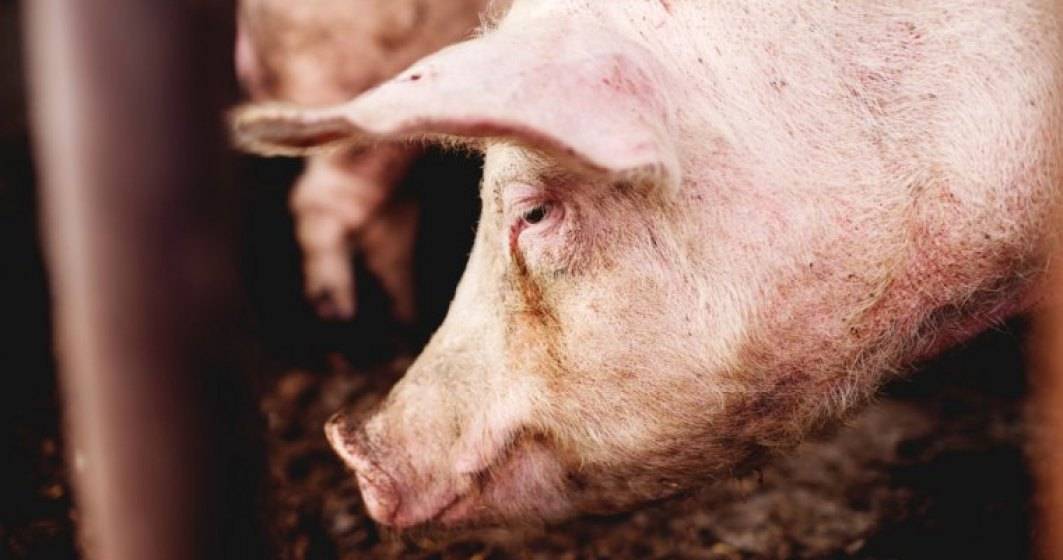 Imagine pentru articolul: Pesta porcina africana, confirmata intr-o gospodarie din judetul Covasna
