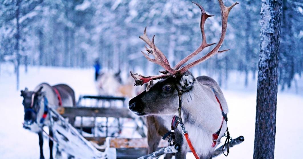 Imagine pentru articolul: Uber „angajează” reni pentru cursele din Laponia