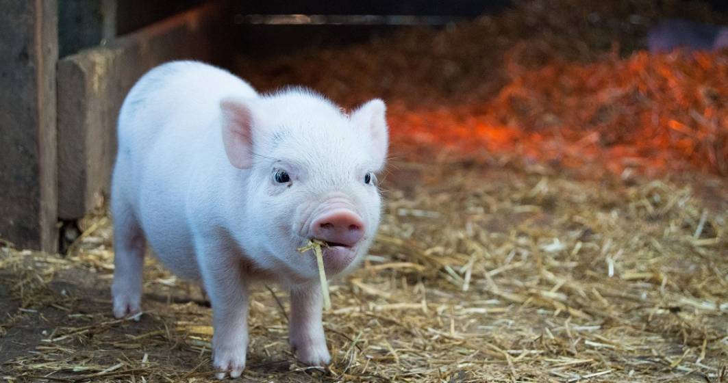 Imagine pentru articolul: Nicu Vasile, Ligii Asociaţiilor Producătorilor Agricoli din România: Prețul cărnii de porc va crește cu 20% în acest an