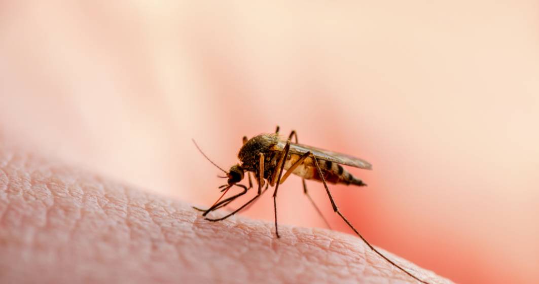 Imagine pentru articolul: Capitala, infestată de țânțari care pot transmite boli grave bucureștenilor
