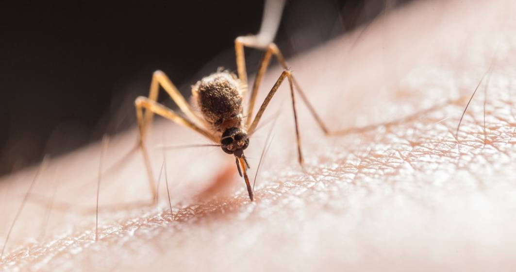 Imagine pentru articolul: Țânțari cu virusul West Nile, prezenți și în București. Ce măsuri ia Primăria Capitalei