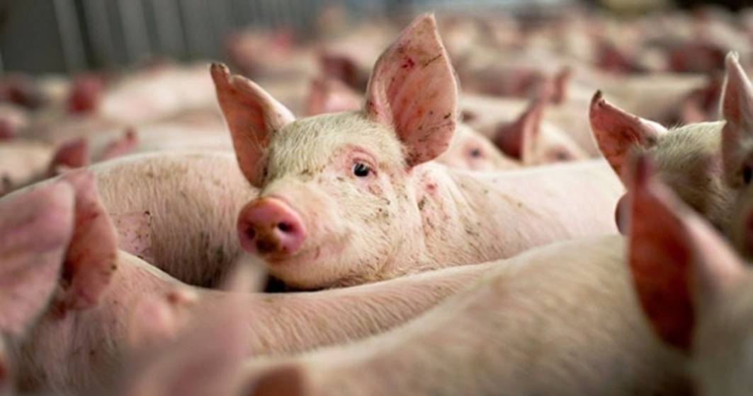 Imagine pentru articolul: Autoritatile esueaza in a izola cazurile de pesta porcina. Unde s-au extins