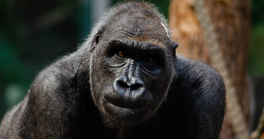 Imagine pentru articolul: Două gorile de la o grădină zoologică din California au fost testate pozitiv pentru noul coronavirus