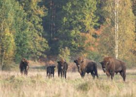 Imagine: Metode alternative de reducere a poluării: Cum reușesc bizonii din munții...