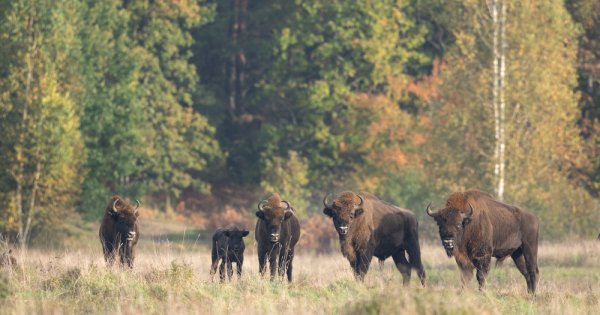 Imagine pentru articolul: Metode alternative de reducere a poluării: Cum reușesc bizonii din munții...