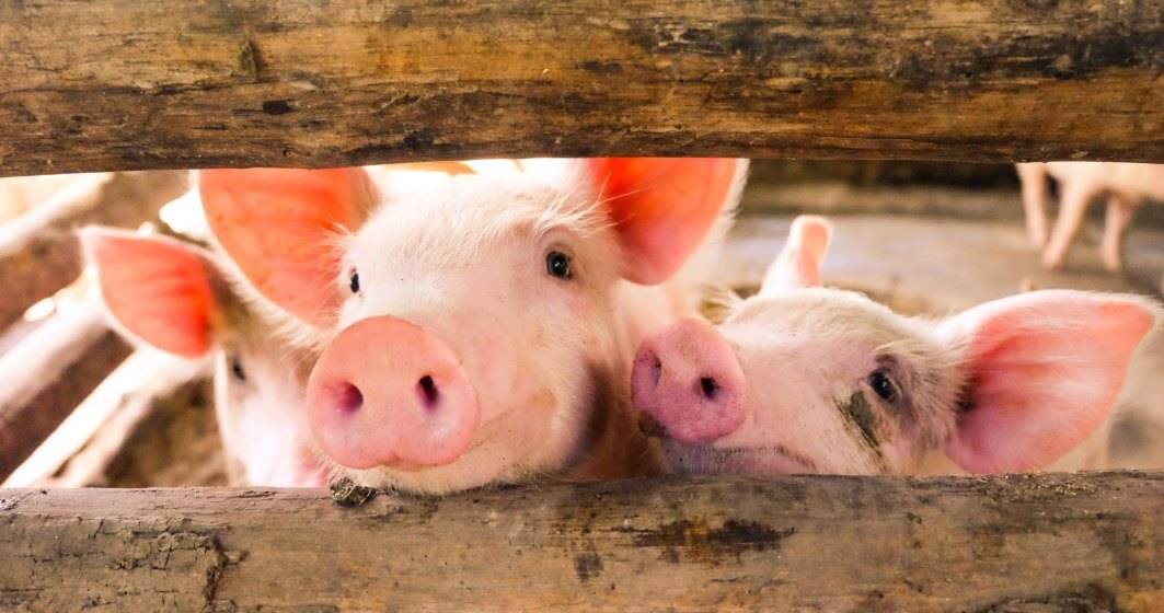 Imagine pentru articolul: China interzice importurile de carne de porc din Germania din cauza pestei porcine africane