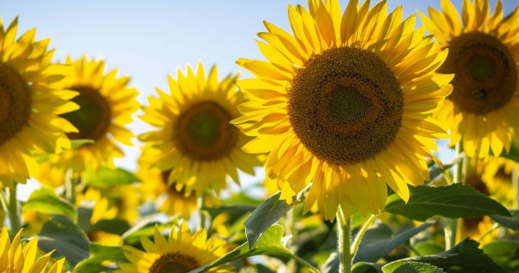 Imagine pentru articolul: Top caracteristici ale hibrizilor de floarea-soarelui care vor garanta o productivitate crescută