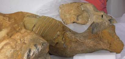 Cercetătorii au descoperit un posibil cimitir de mamuți la Buzău