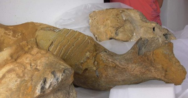 Imagine pentru articolul: Cercetătorii au descoperit un posibil cimitir de mamuți la Buzău