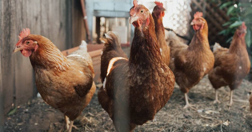 Imagine pentru articolul: Japonia va sacrifica 1 milion de găini după confirmarea unui focar de gripă aviară