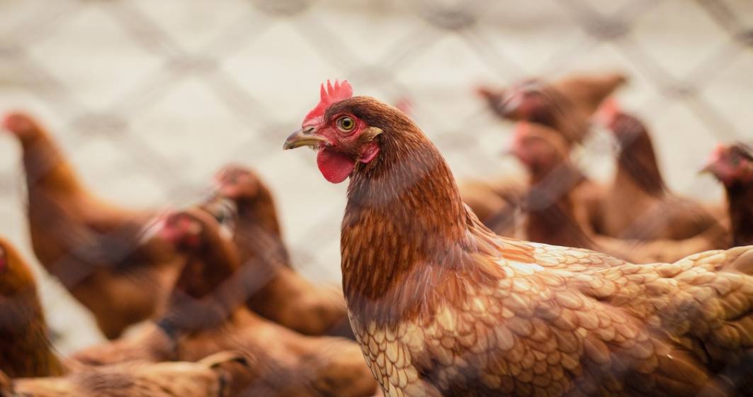 Imagine pentru articolul: Autoritățile au interzis comerțul ambulant cu păsări, după ce s-a confirmat un focar cu gripă aviară în județul Mureș