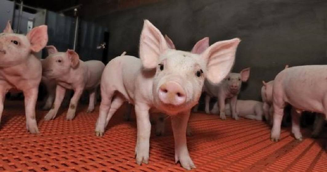 Imagine pentru articolul: Parteneriat in vremea pestei porcine: Hunland Romania devine membru al Cooperativei Tara Mea