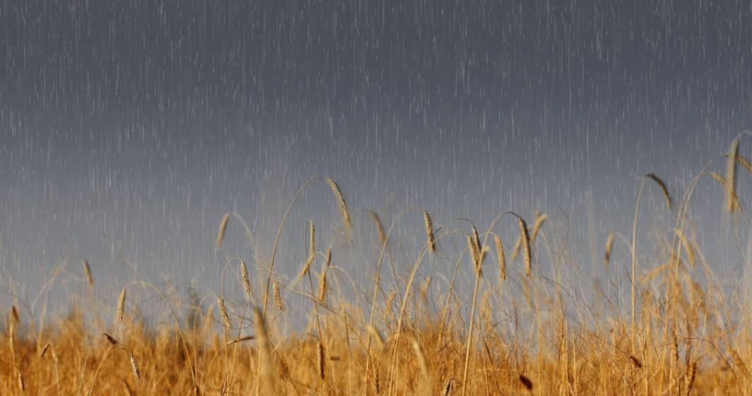 Imagine pentru articolul: Ploile din ultima vreme par să salveze recoltele. Analiştii mizează pe revenirea producţiei de grâu a României