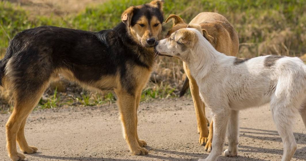 Imagine pentru articolul: Protecția Animalelor a mai prins trei câini în zona Lacul Morii