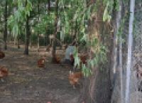 Poza 1 pentru galeria foto FOTO | În vizită la Nasul Roșu, ferma artizanală unde se produc roșii ecologice pe care le poți cumpără de pe Sezamo