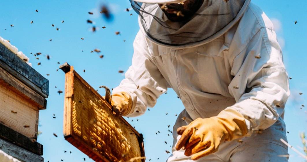 Imagine pentru articolul: O companie care digitalizează industria apicolă intră pe piața din România