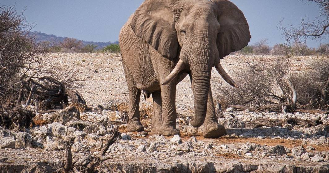 Imagine pentru articolul: Namibia a scos la vânzare peste 150 de elefanți din cauza secetei