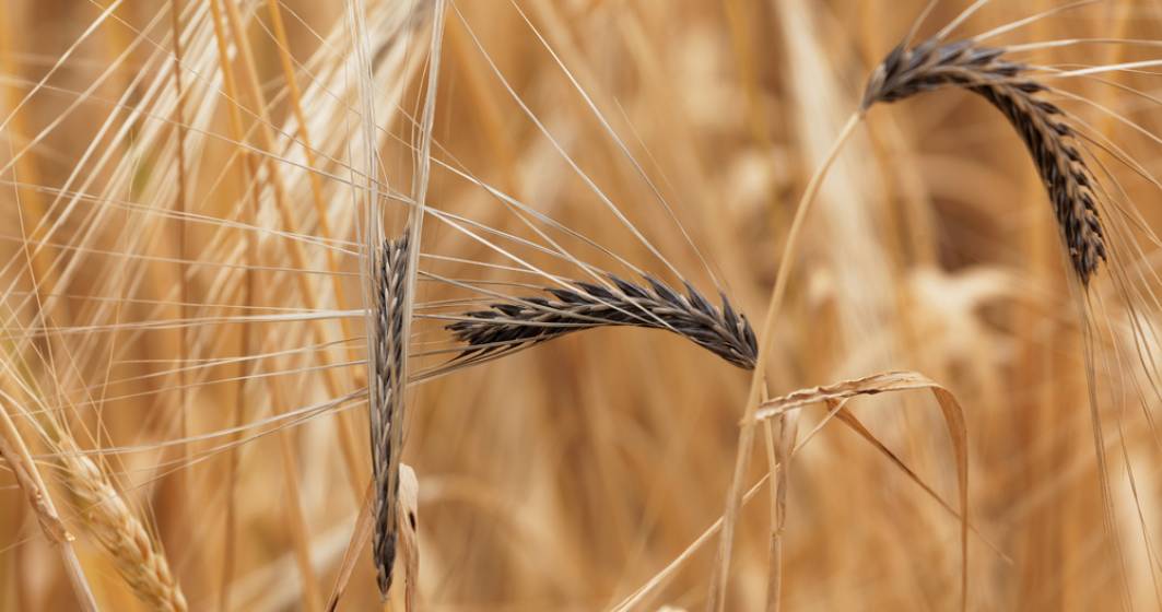 Imagine pentru articolul: Cum se pot recunoaste si preveni bolile periculoase ale culturilor de cereale