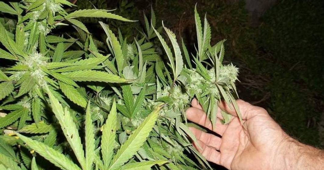 Imagine pentru articolul: Plantatie de cannabis descoperita intr-un sat din Mehedinti. Anchetatorii au confiscat doua tone de canabbis