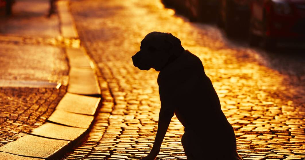 Imagine pentru articolul: „Pierdut câine în sectorul 4, răspunde la numele Zdreanță?”. Medalioanele cu cod QR care te ajută să-ți găsești animalul pierdut
