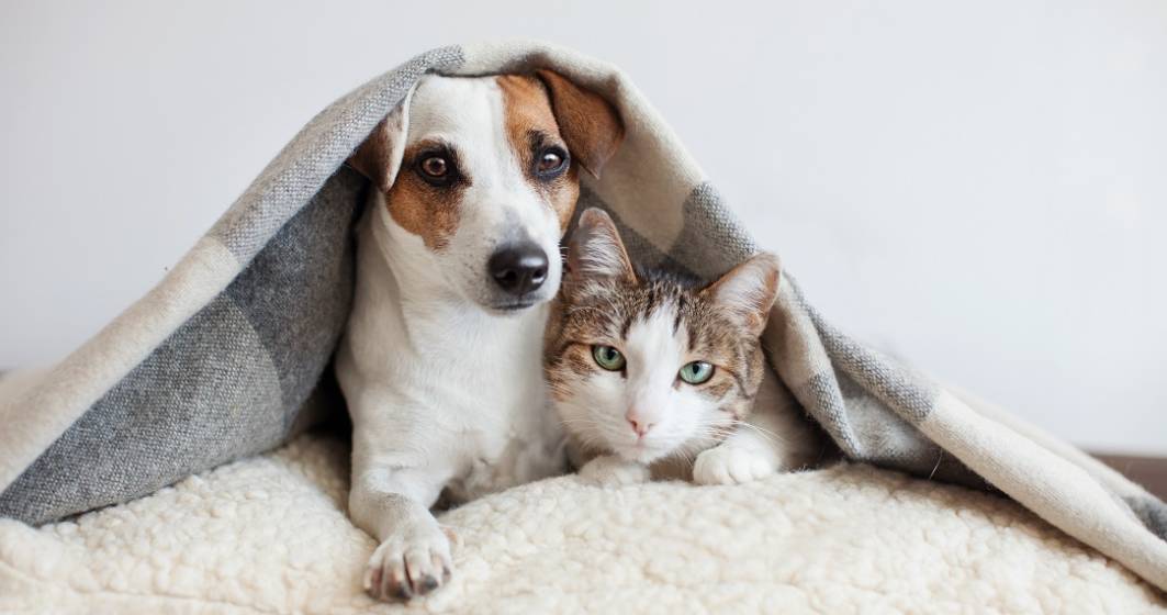 Imagine pentru articolul: Studiu: COVID-19 se poate transmite de la oameni la câini și pisici