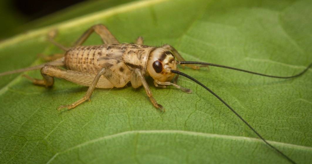 Imagine pentru articolul: Criza alimentară globală și mâncatul insectelor: cum se construiește un fake