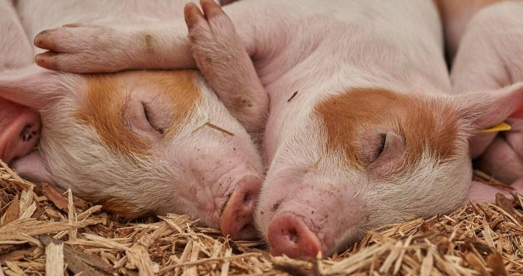 Imagine pentru articolul: Ponea, ANSVSA: Sunt 20.000 de samsari care vând ilegal sute de porci și împrăștie pesta porcină