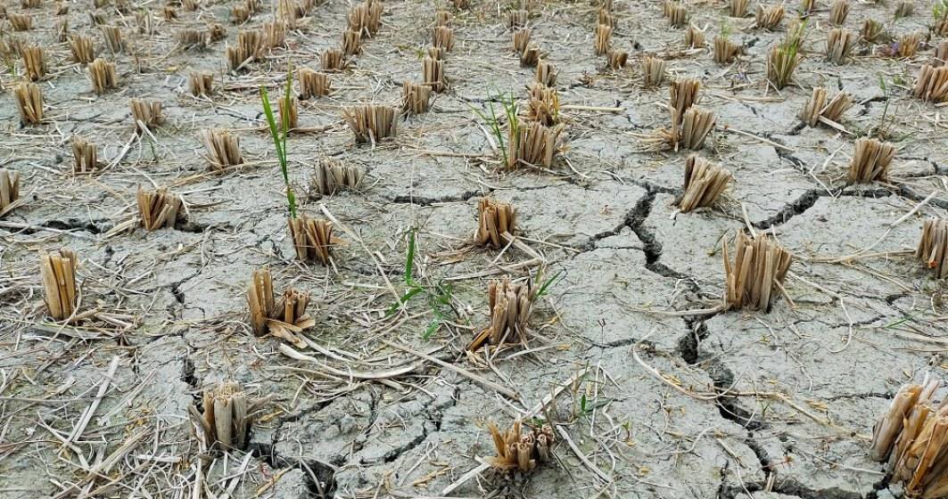 Imagine pentru articolul: Ajutorul pentru culturile de primăvară distruse de secetă, redus la o treime. Agricultorii spun că e inacceptabil