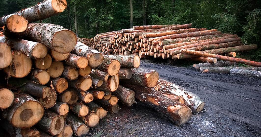 Imagine pentru articolul: Europarlamentar: România va primi sancțiuni dure de la UE dacă nu rezolvă tăierile ilegale din păduri